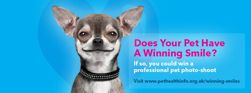 Mirdif Pet Store