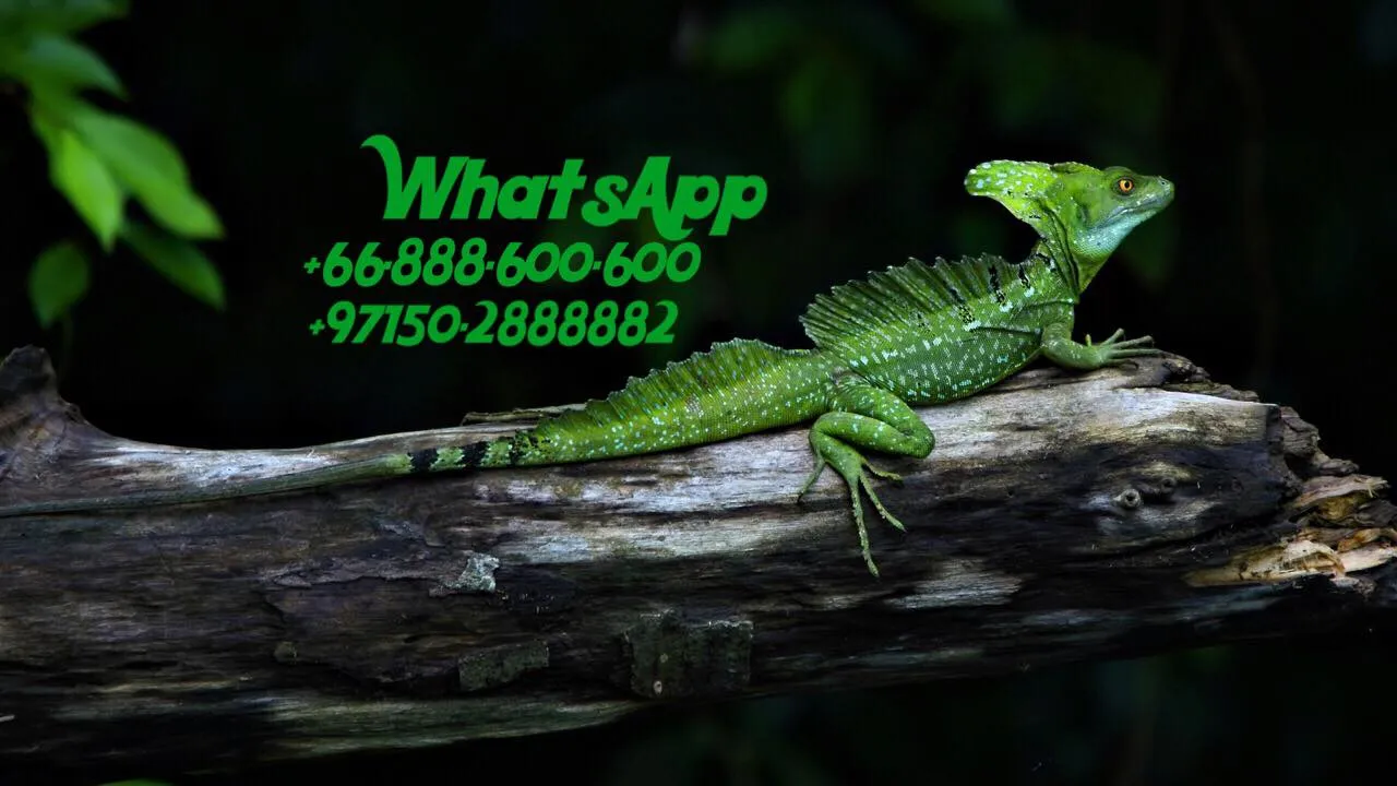 Mirdif Pet Store