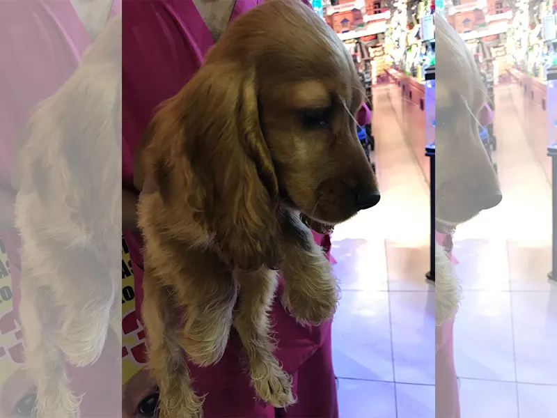 World Of Pets