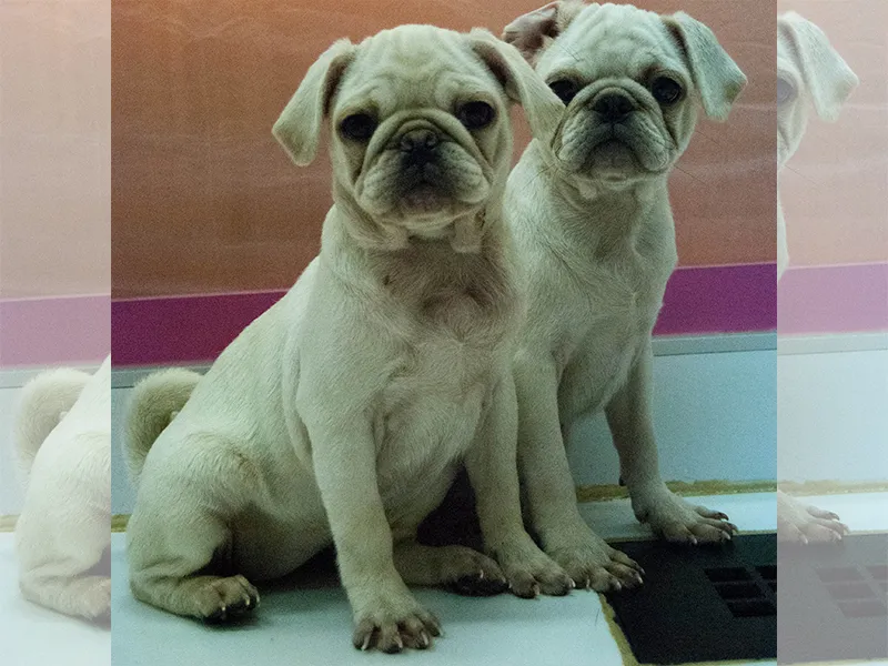 World Of Pets