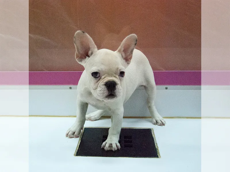 World Of Pets