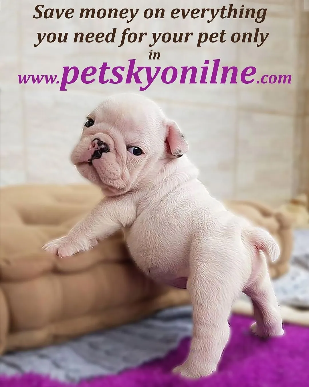 Pet Sky