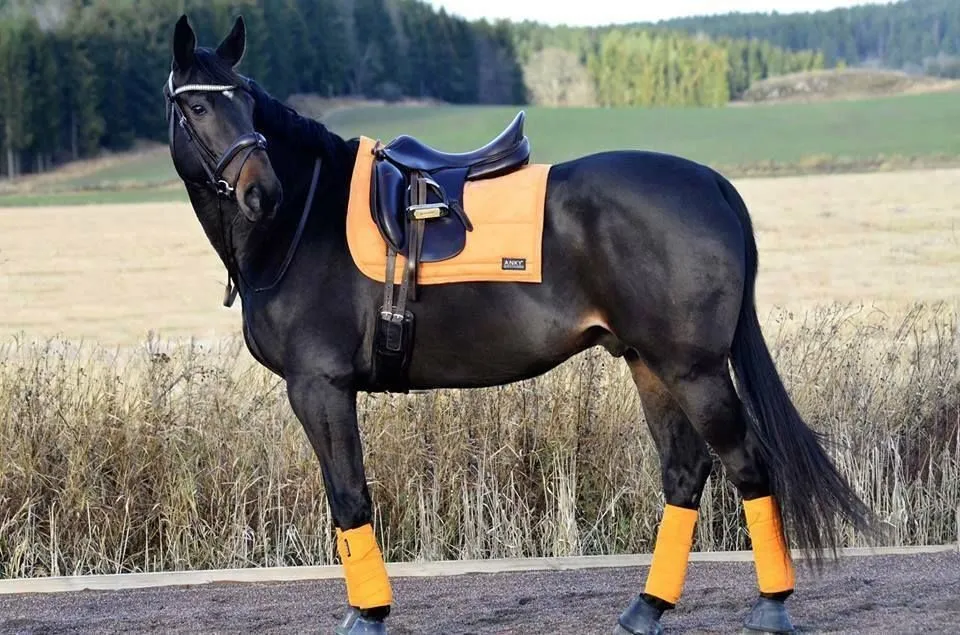 Tack & Track Horse Equipments 