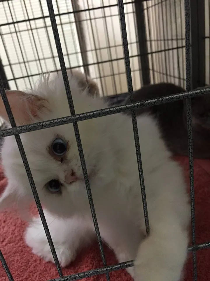 Pet Lovers Vet Clinic