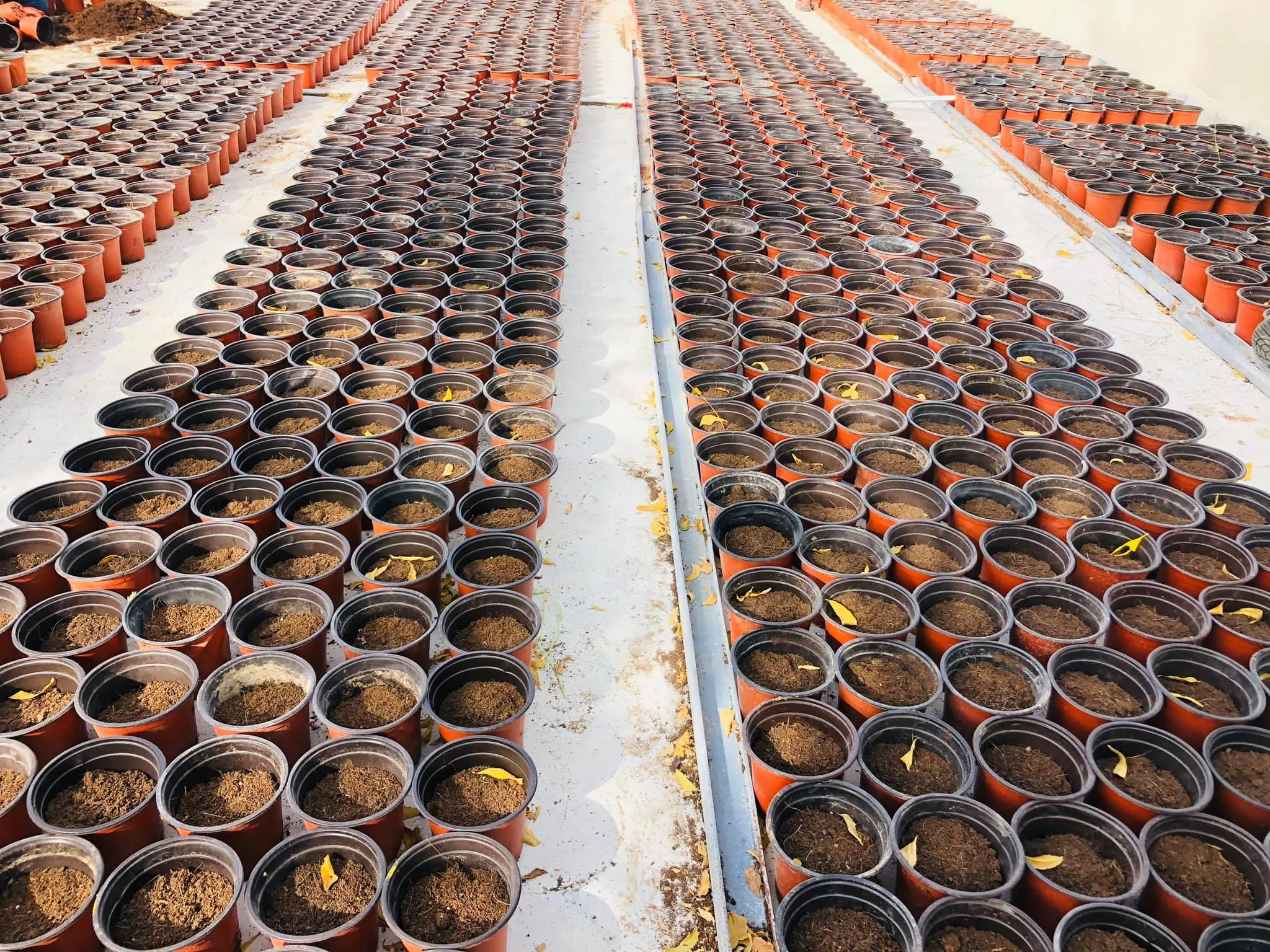 Green Life Organic Farming, LLC