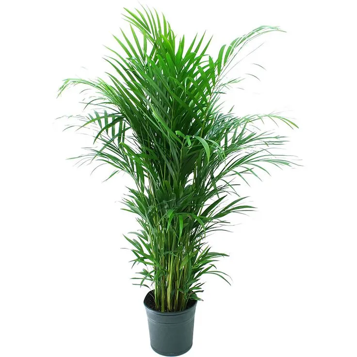 TNR Flowers Trading LLC