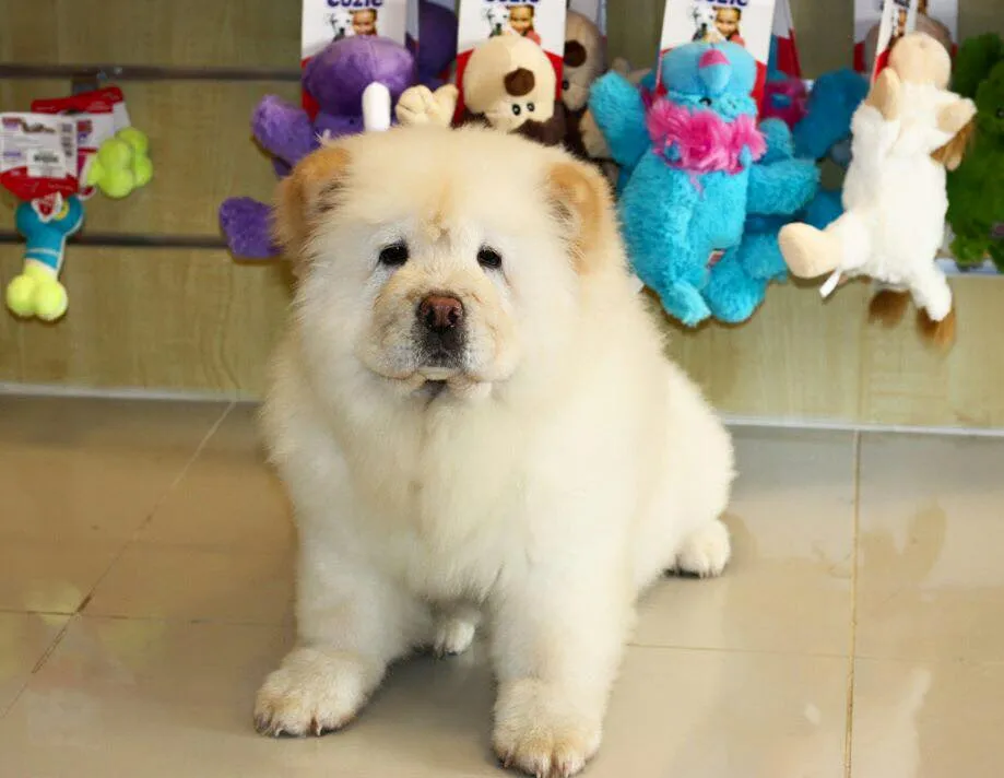 Pet Mania Dubai