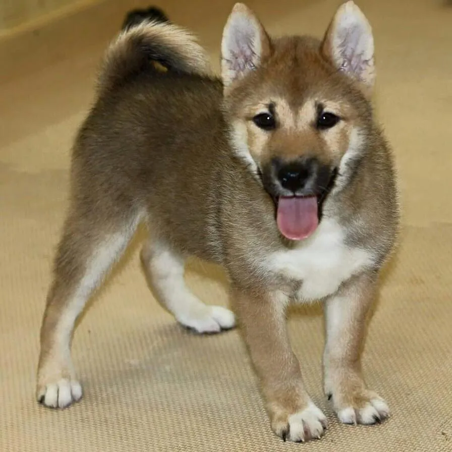 Pet Mania Dubai