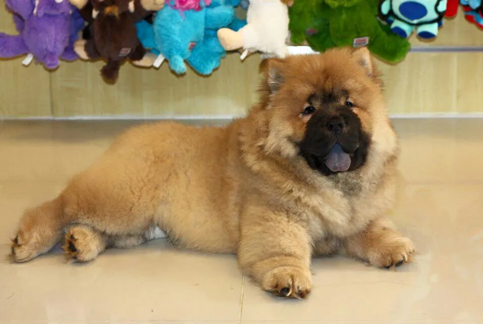 Pet Mania Dubai