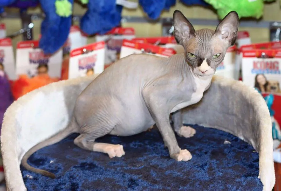 Pet Mania Dubai