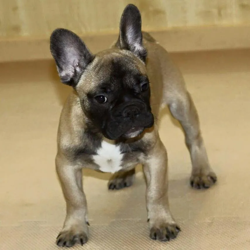 Pet Mania Dubai