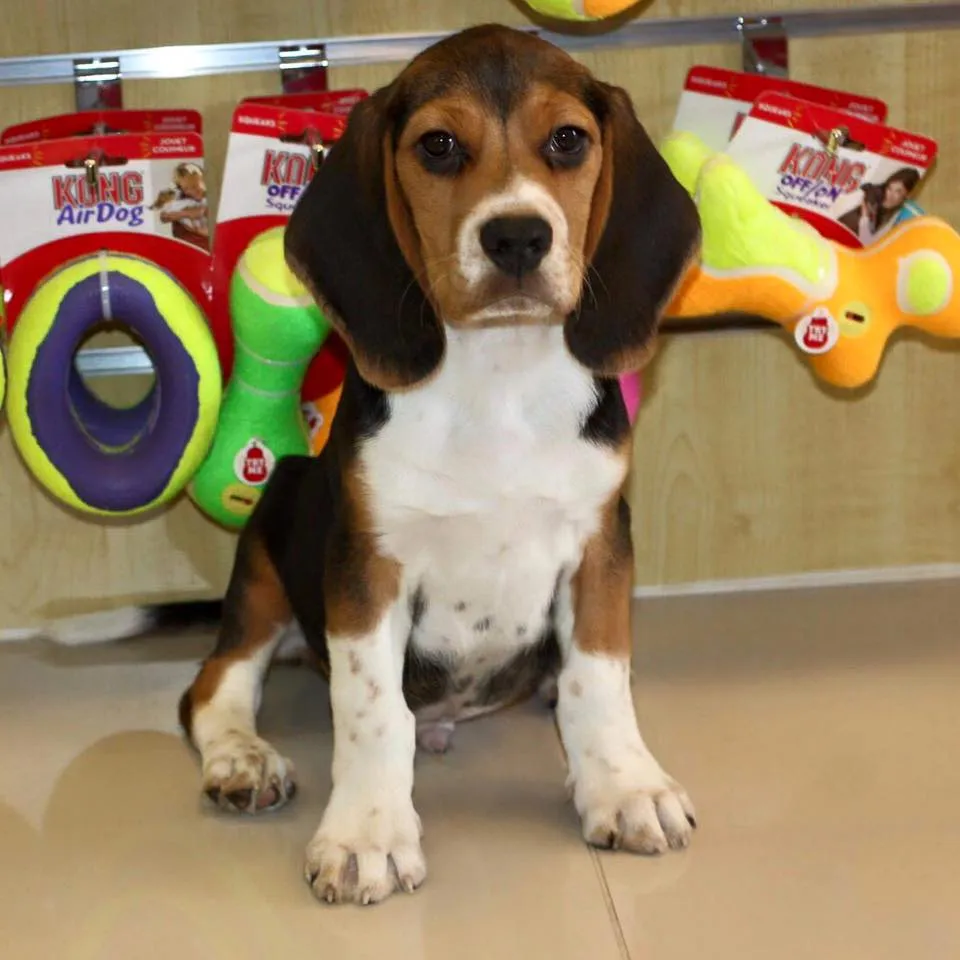 Pet Mania Dubai