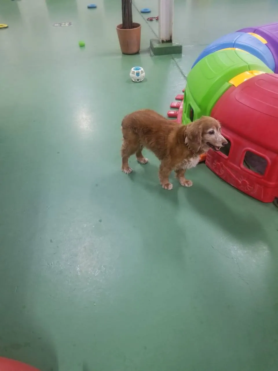 Snoopy Pets