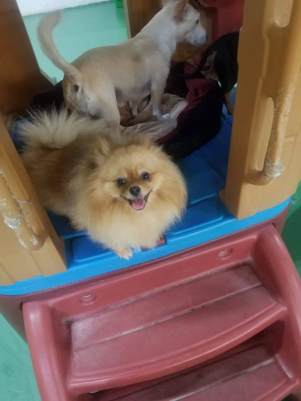 Snoopy Pets