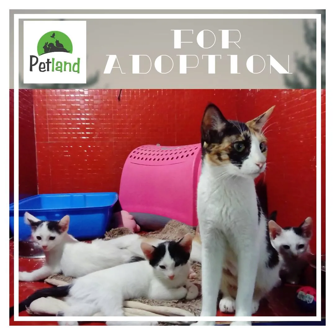Petland Mega Store