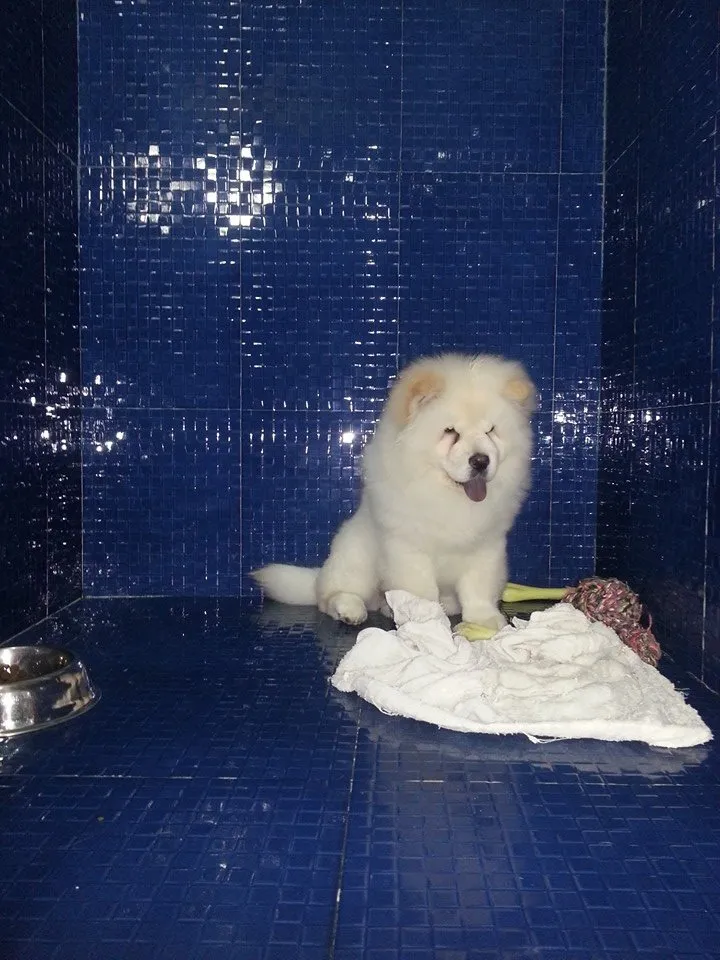 Petland Mega Store