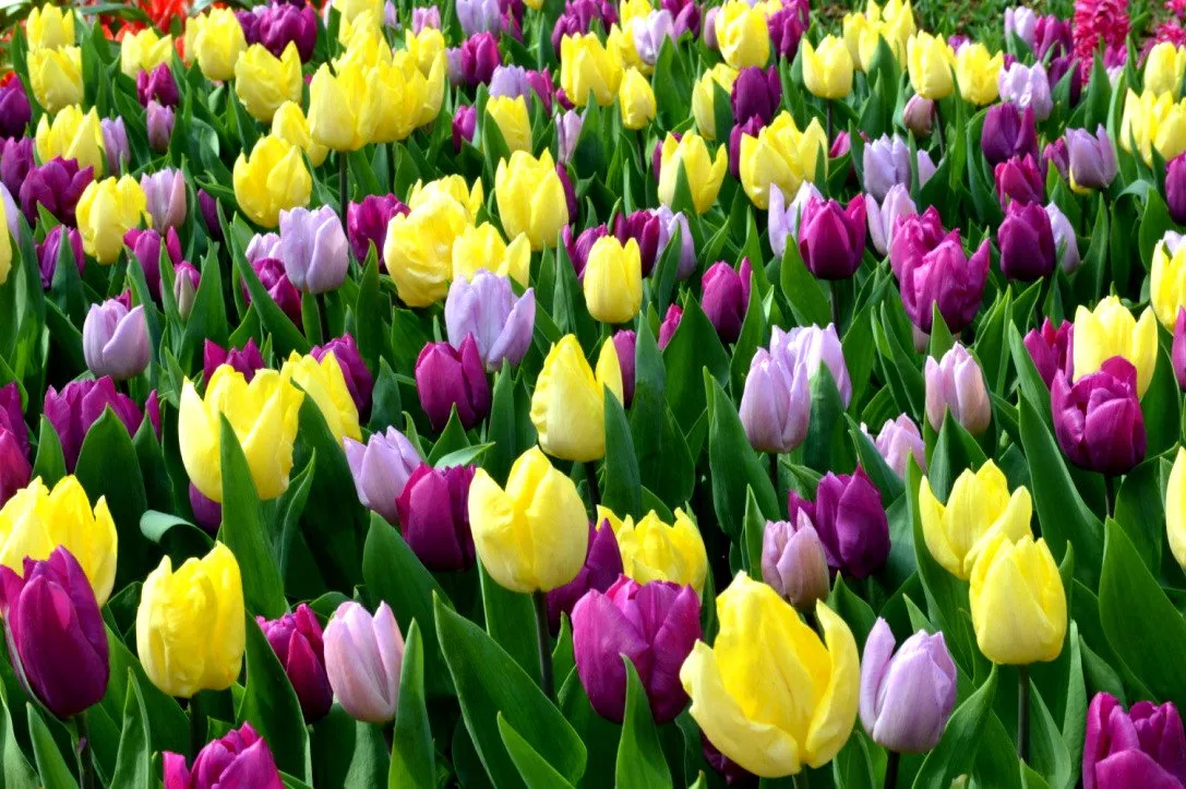 Black Tulip Flowers 