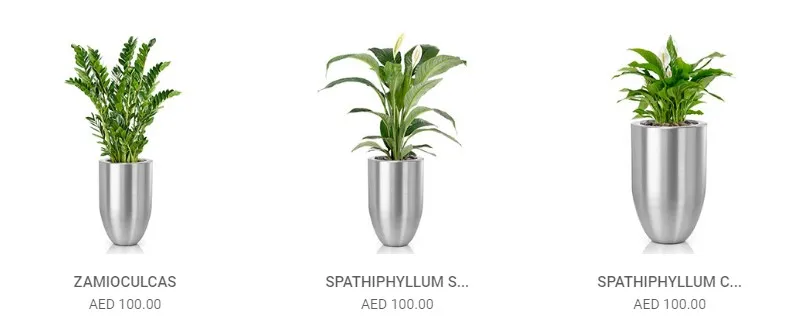 Plants N Pots