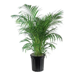 Al Safa Natural Flowers &amp; Plants Trading, LLC