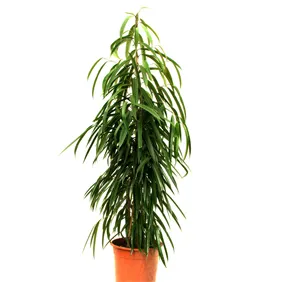 Al Safa Natural Flowers &amp; Plants Trading, LLC