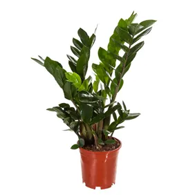 Al Safa Natural Flowers &amp; Plants Trading, LLC