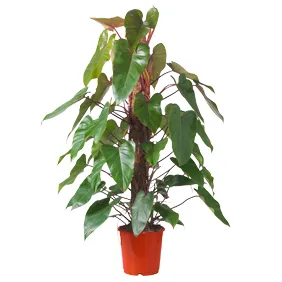 Al Safa Natural Flowers &amp; Plants Trading, LLC