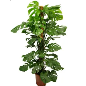 Al Safa Natural Flowers &amp; Plants Trading, LLC