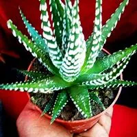 Shaheen Flowers Ornamental Plants