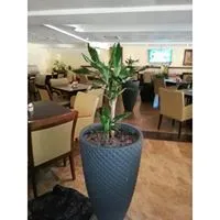 Shaheen Flowers Ornamental Plants