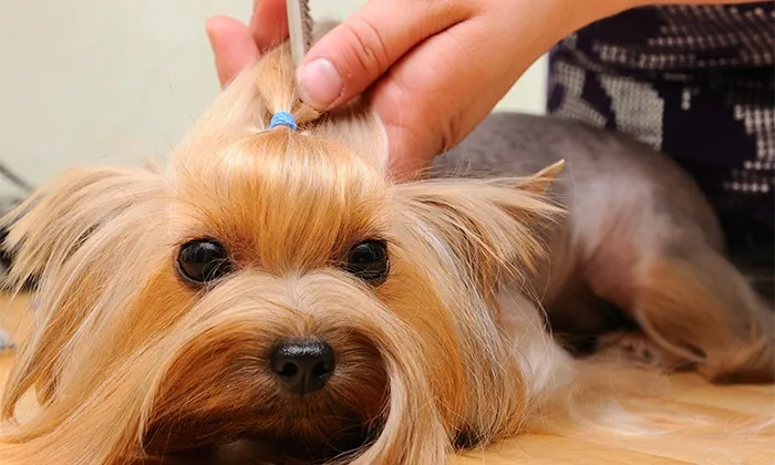 Mirdif Pets