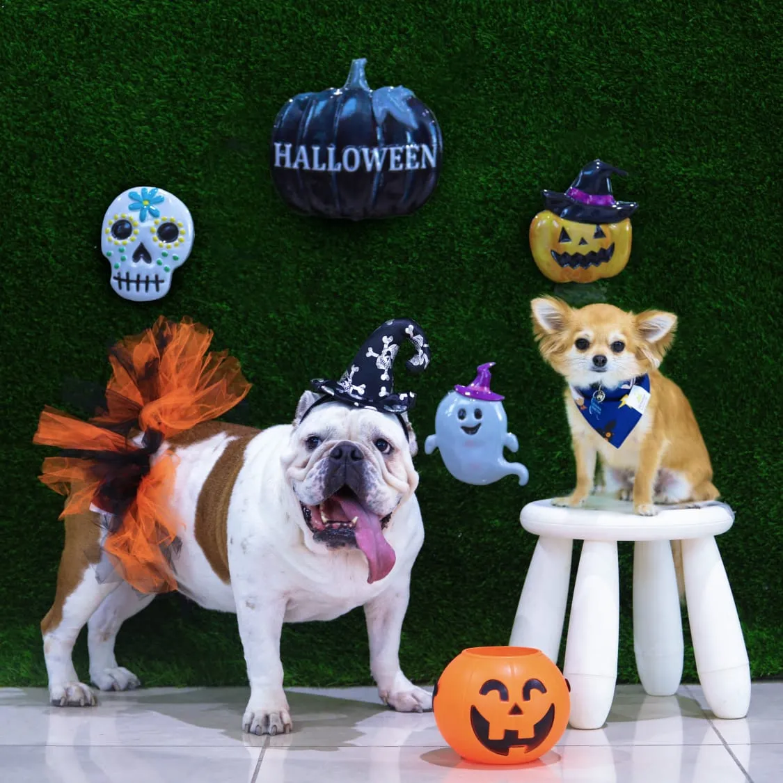 The Pet Shop LLC