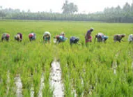 Kisan International Trading FZE