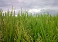 Kisan International Trading FZE