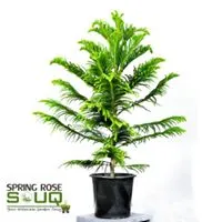 Spring Rose Souq