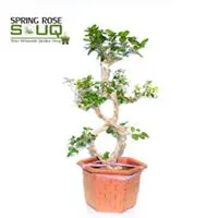 Spring Rose Souq