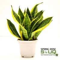 Spring Rose Souq