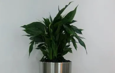 Floramex Trading, LLC