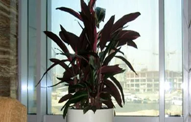 Floramex Trading, LLC
