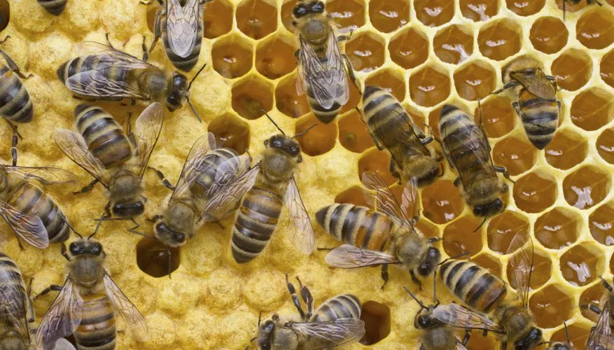 Mirsal Honey