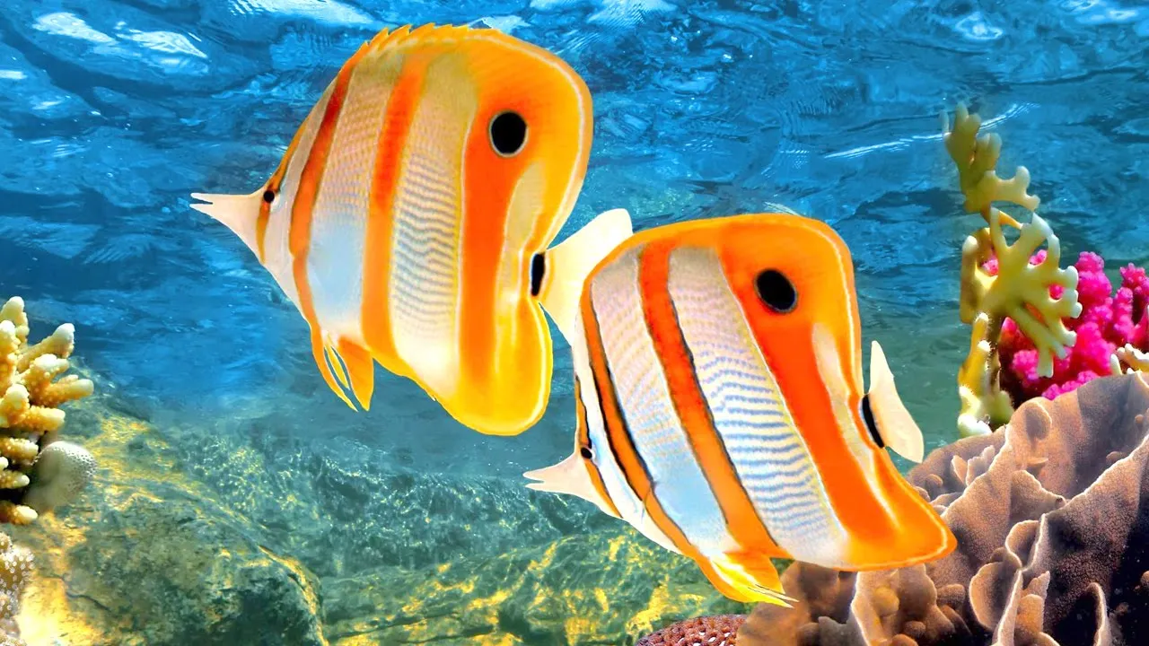 Musandam Tourism & Dhow Tours