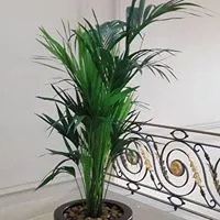 Shaheen Flowers Ornamental Plants