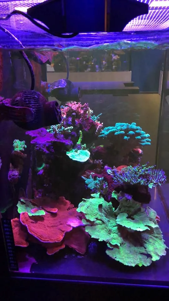 Aqua Mart Aquariums