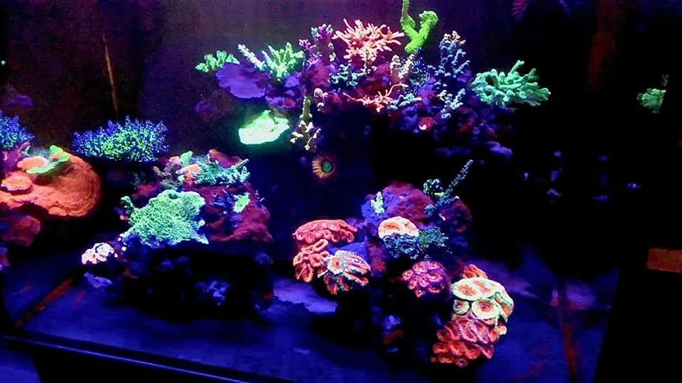Aqua Mart Aquariums