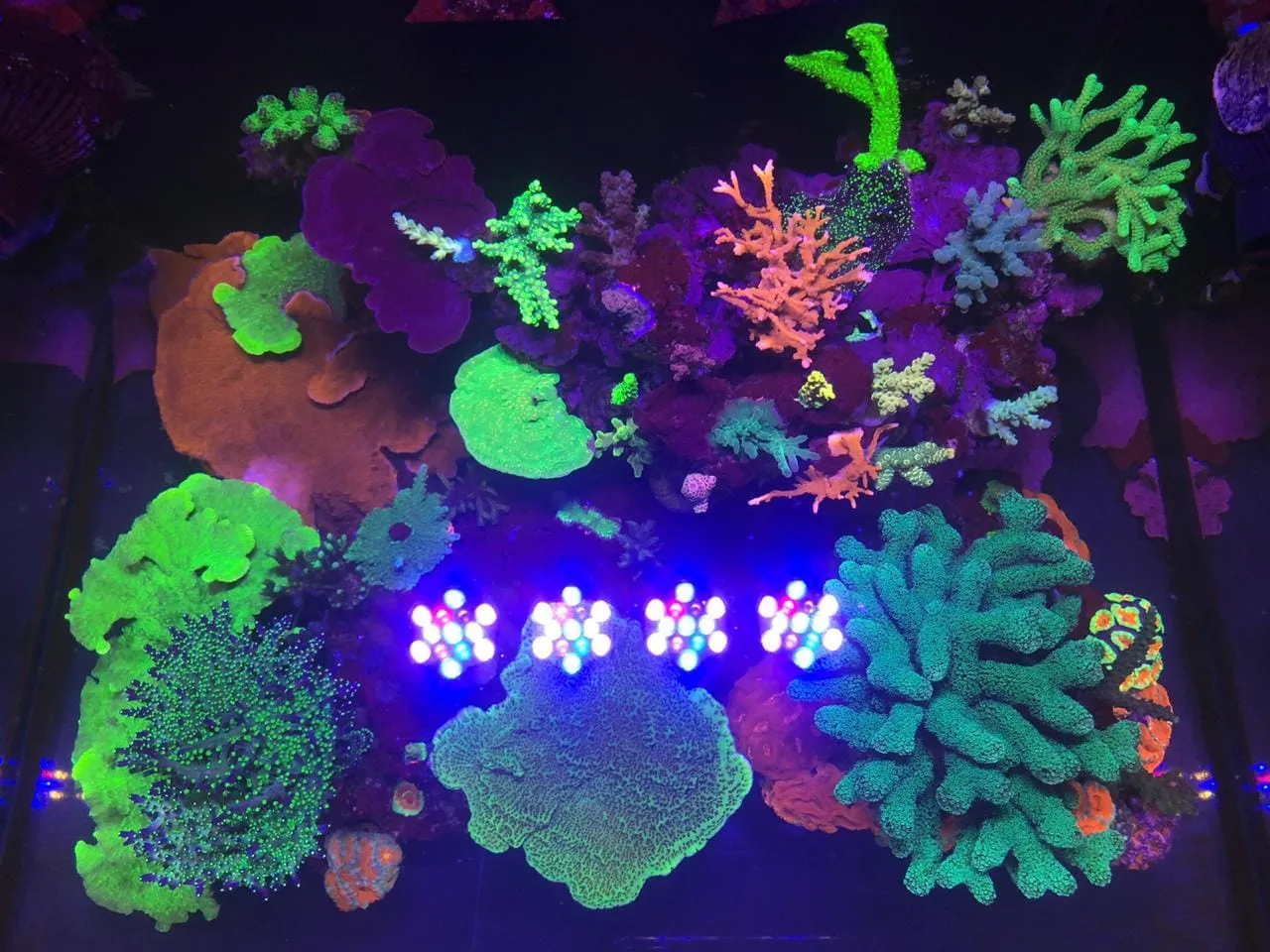 Aqua Mart Aquariums