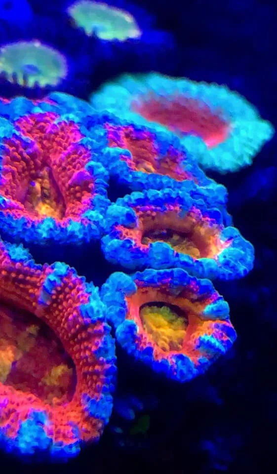 Aqua Mart Aquariums
