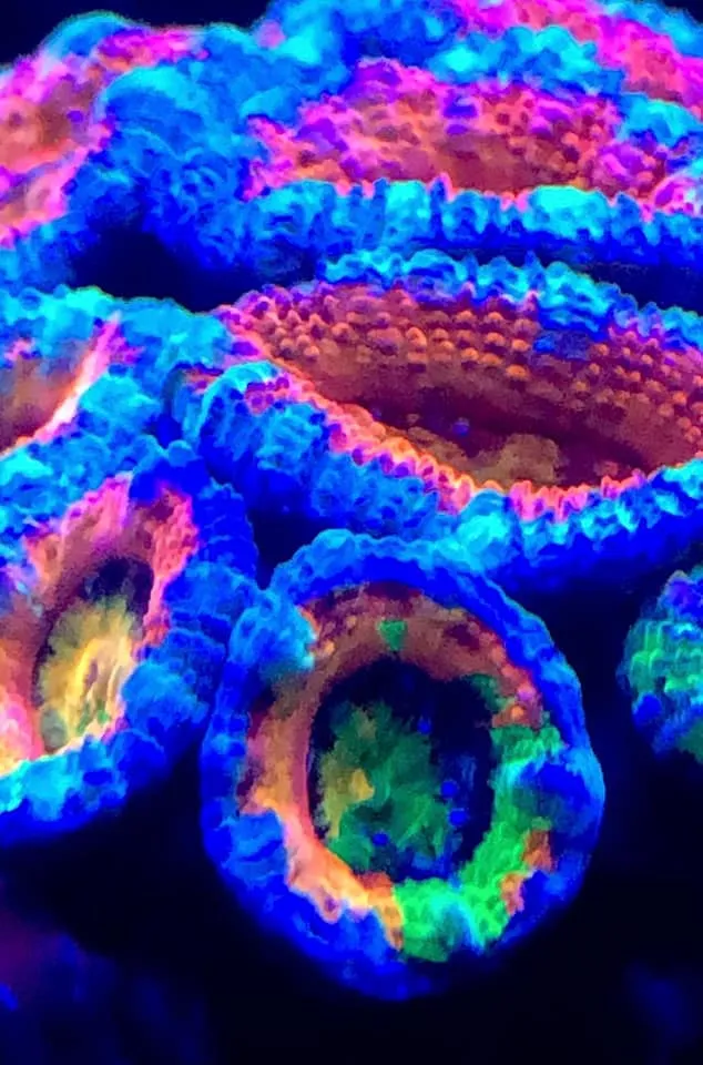 Aqua Mart Aquariums