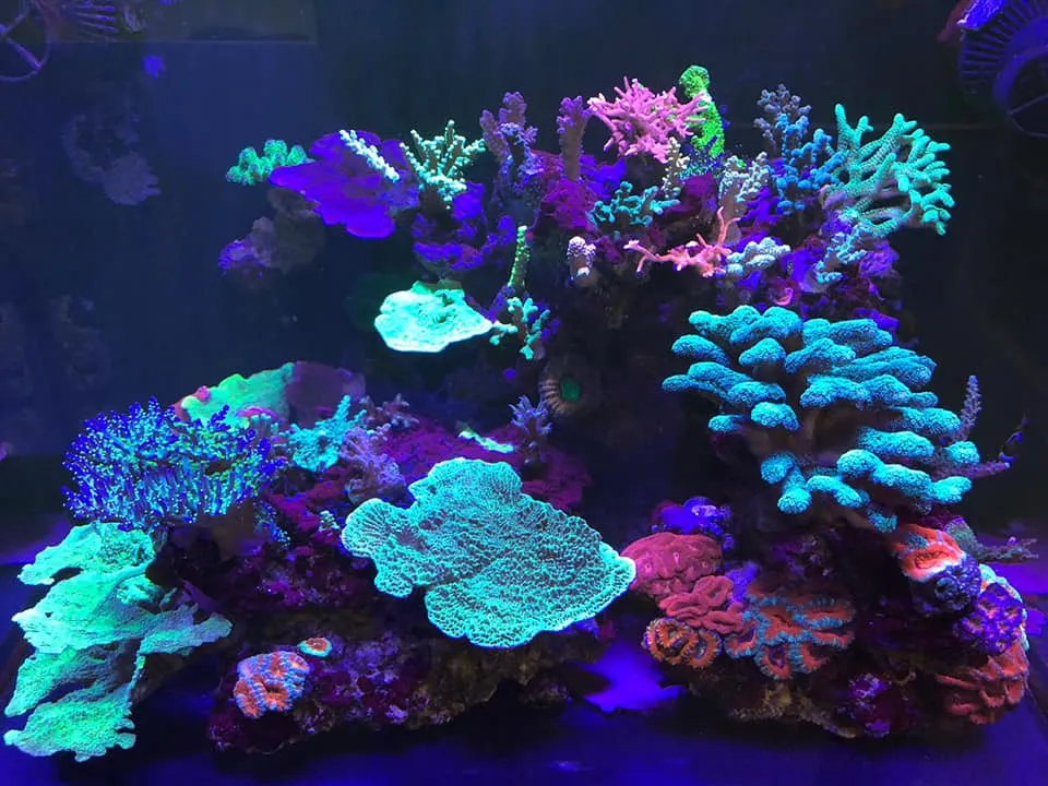 Aqua Mart Aquariums