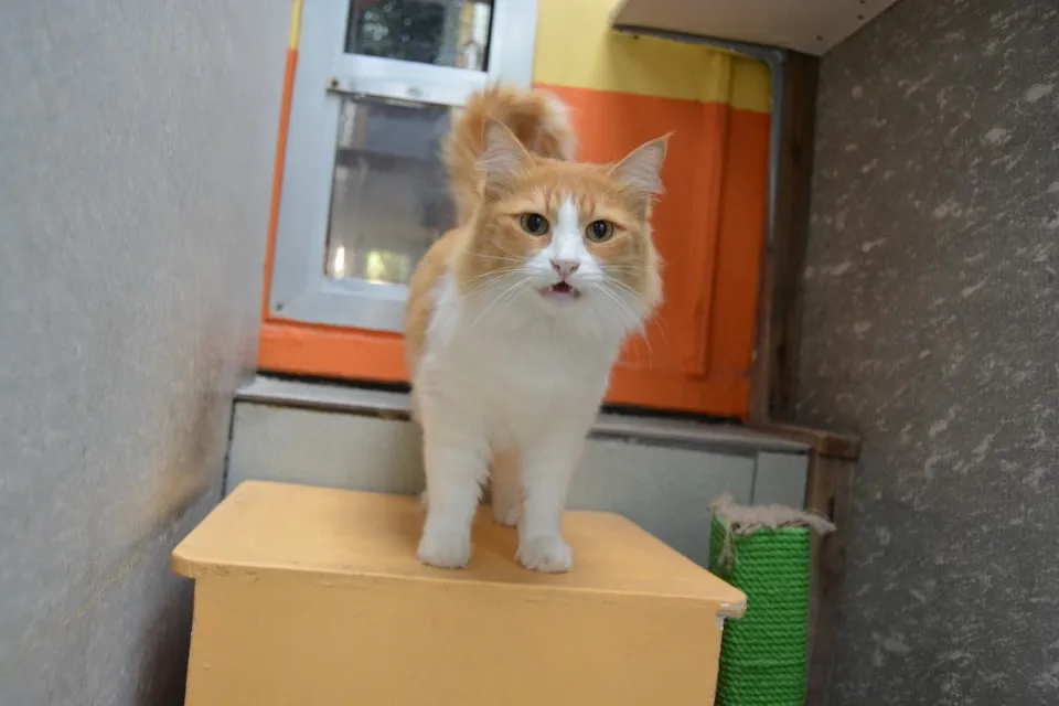 Dubai Kennels And Cattery