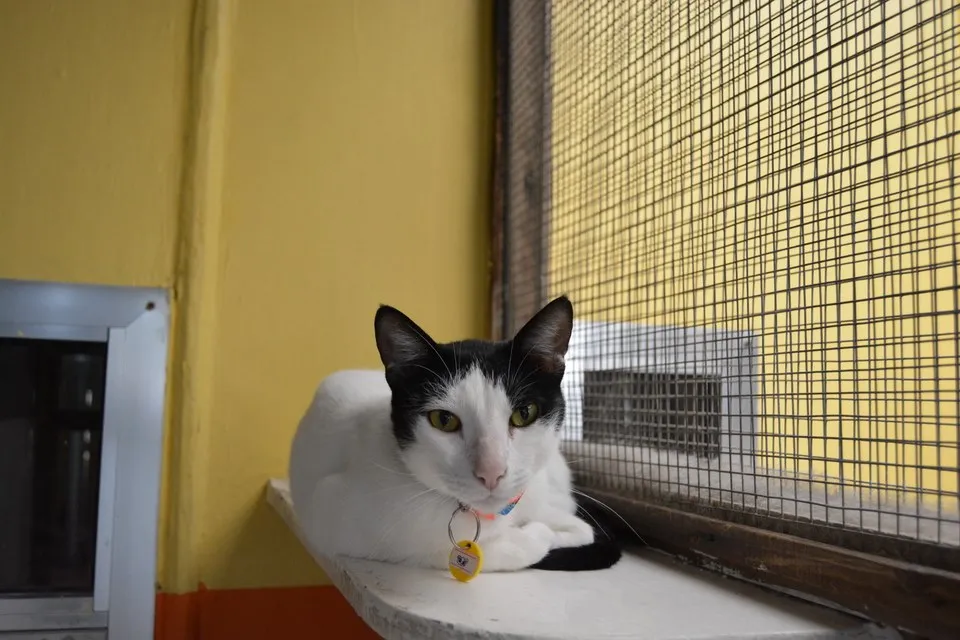 Dubai Kennels And Cattery