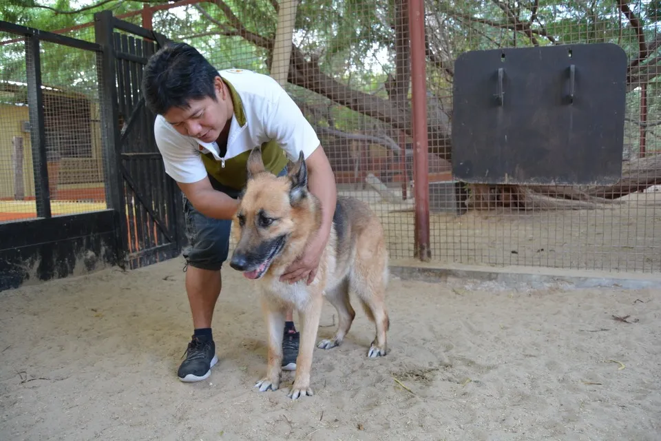 Dubai Kennels And Cattery